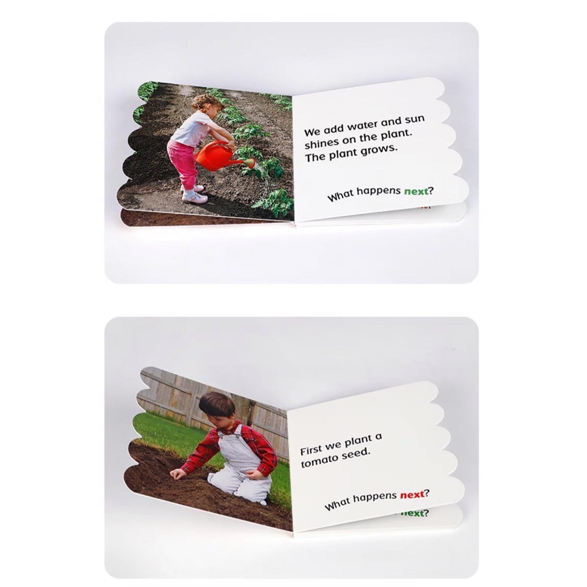 Rookie Toddler: What Happen Next? Seed to Plant