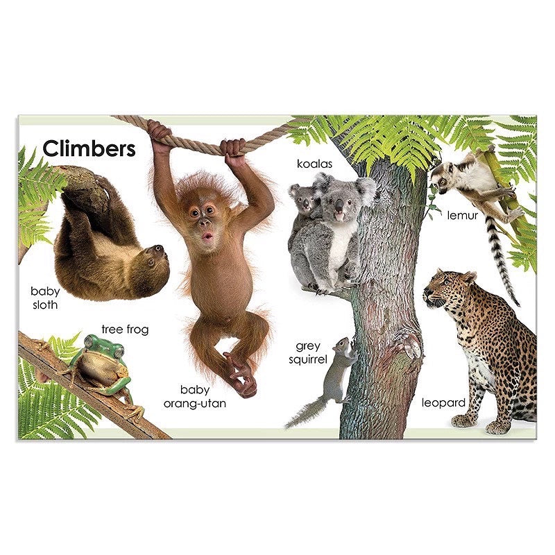 DK My First Animals