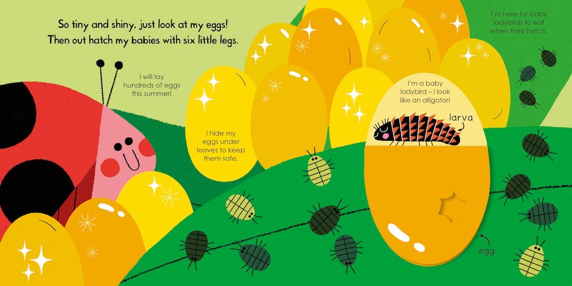 My Little Green World: Ladybird